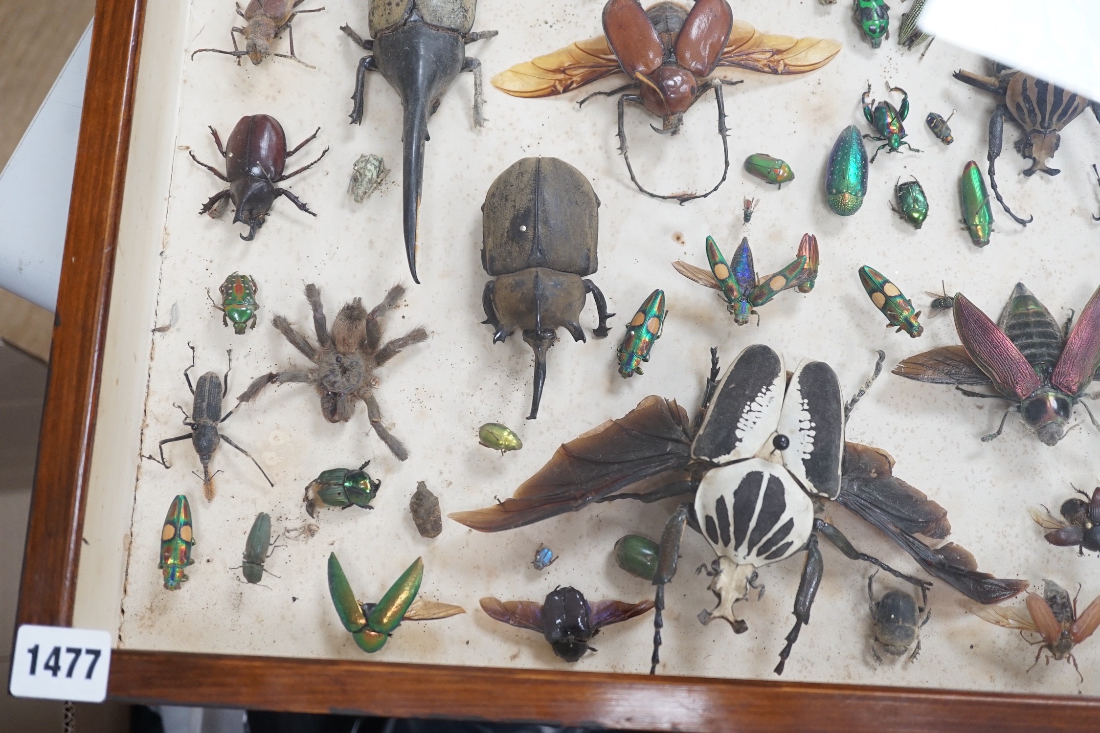 A cased group of early 20th century taxidermic bugs and beetles